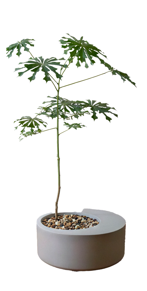 Roots pot